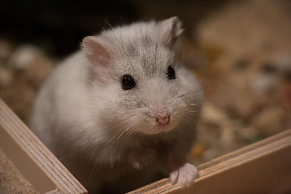 DIY hamster toys-18a590f45c03479eab5132984e3e95fb.jpg DIY hamster toys